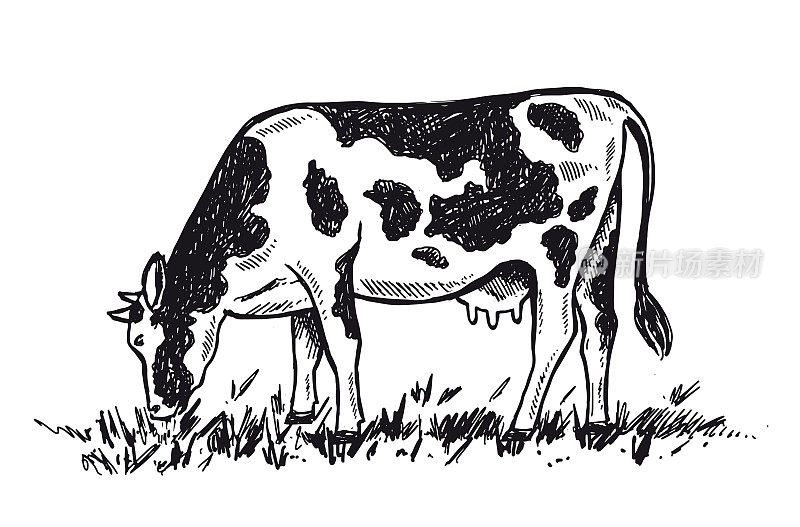 Cows chew grass set, hand drawn illustrations.